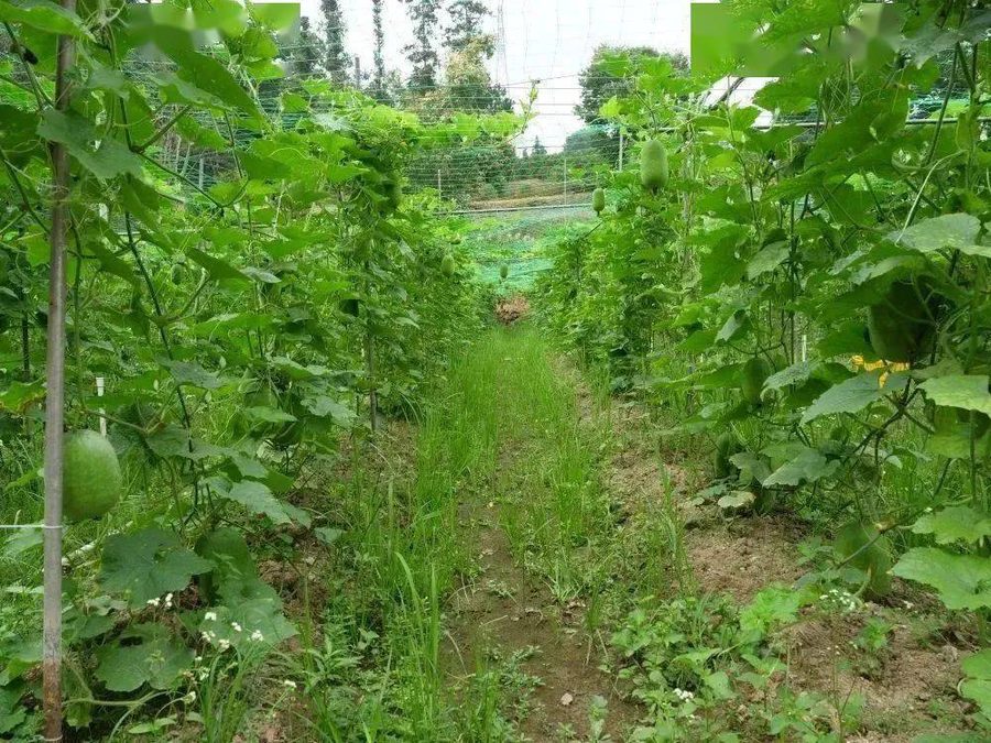 碧香瓜种植基地
